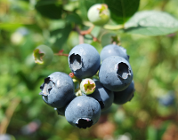 article preview foods - Blueberries - Healthy Benefits Through Anthocyanins