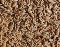 article preview  - Psyllium Seeds - Benefits for Constipation and Diarrhea