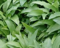 article preview  - Wild Garlic - The Health Benefits of Bear's Garlic!