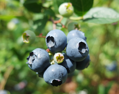 Blueberries - Healthy Benefits Through Anthocyanins