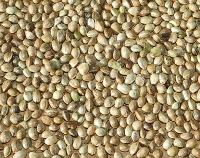 article preview foods - Health Benefits Of Hemp Seeds