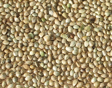 Health Benefits Of Hemp Seeds