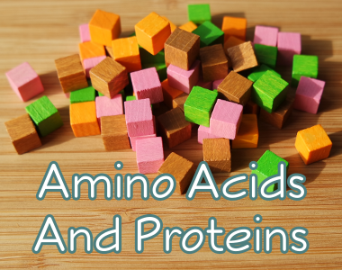 Proteins And Amino Acids - Building Blocks Of The Body