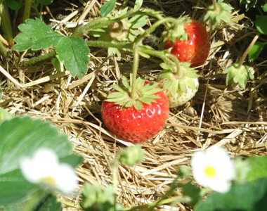 Strawberries - Healthy Benefits Through Antioxidants