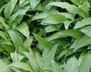 Wild Garlic - The Health Benefits of Bear's Garlic!